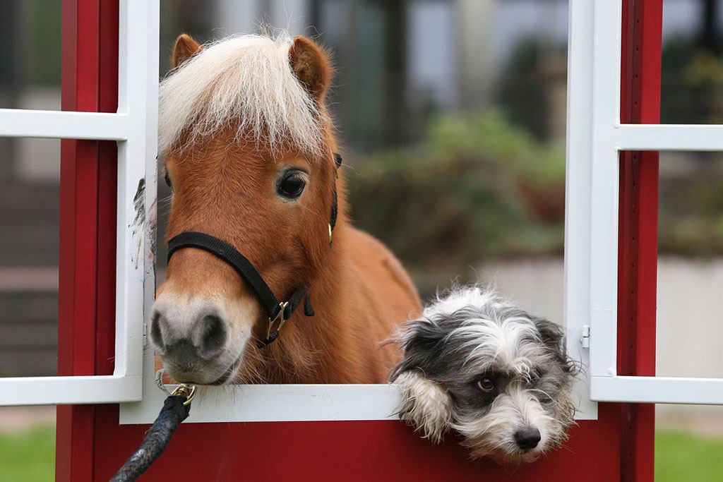 Ein Pferd und ein Hund schauen gemeinsam aus einem rot-weiß gestrichenen Holzfenster
