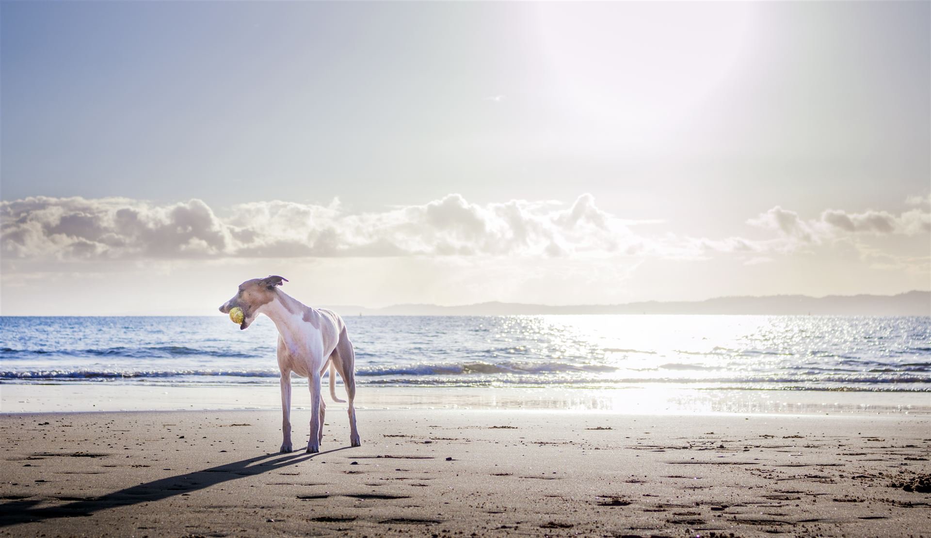 Weißer Hund An Land