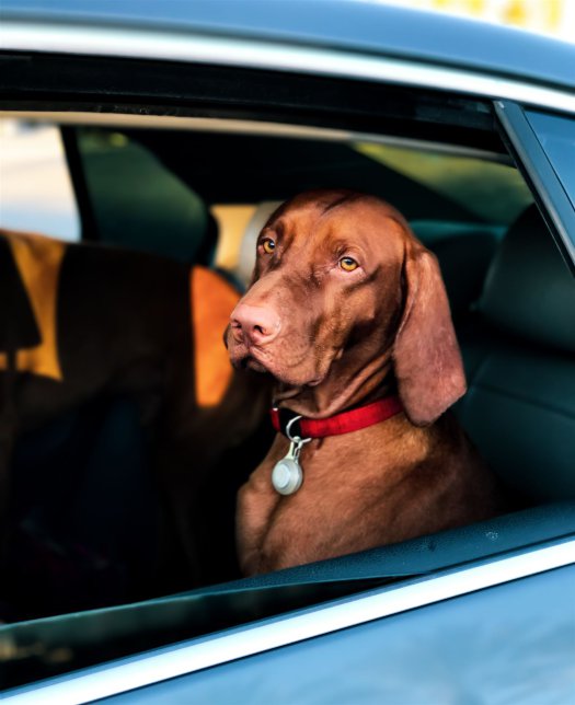 Kurzbeschichteter Brauner Hund, Der In Einem Auto Sitzt
