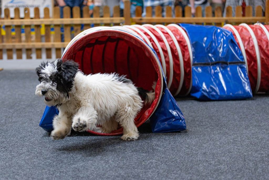 Tierisch was los in der Messe Erfurt