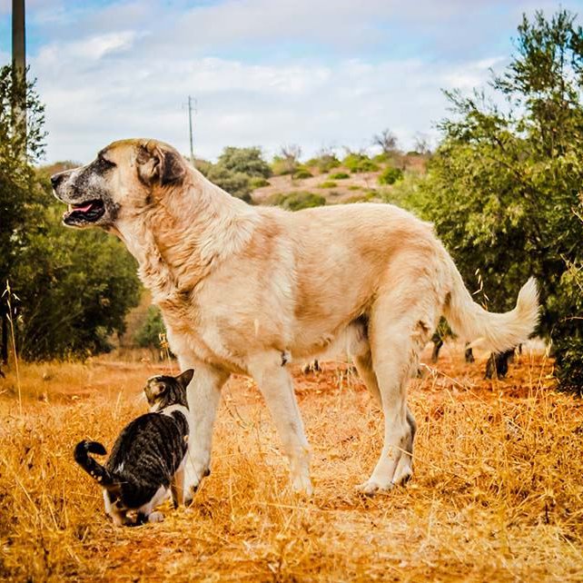 Ein Rafeiro do Alentejo spielt mit einer Katze.