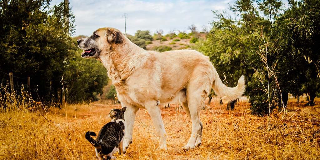 Ein Rafeiro do Alentejo spielt mit einer Katze.