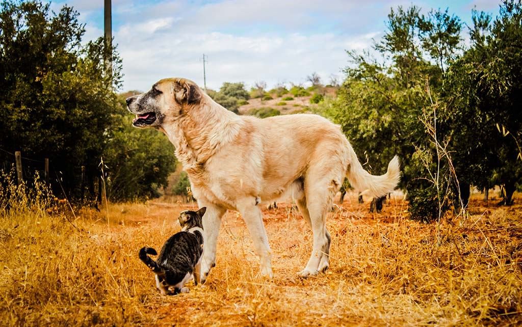 Ein Rafeiro do Alentejo spielt mit einer Katze.