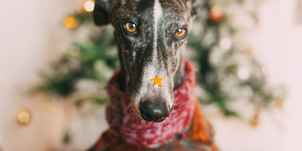 close-up-portrait-dog-against-christmas-tree-home LR