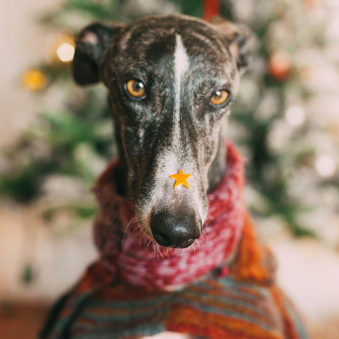 close-up-portrait-dog-against-christmas-tree-home LR