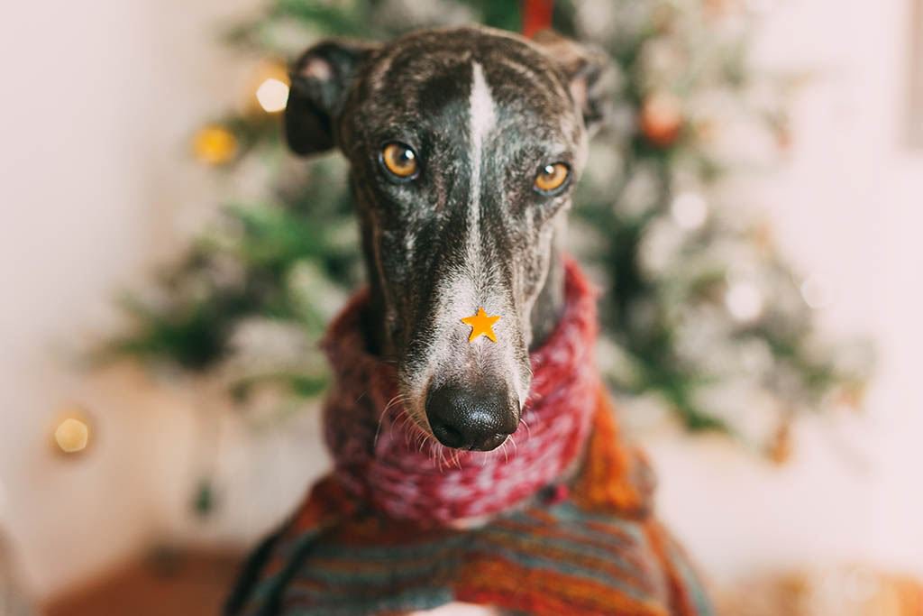 close-up-portrait-dog-against-christmas-tree-home LR