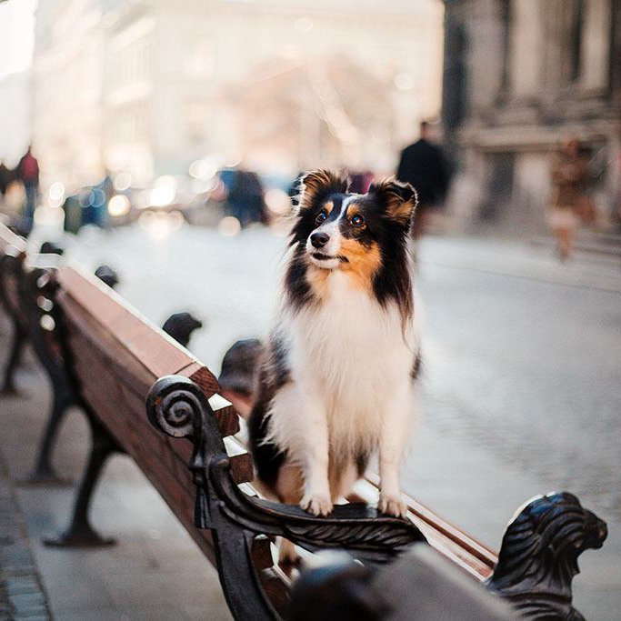 sheltie-dog-city-travel-with-pet-shetland-sheepdog-dog-background-architecture-old-city