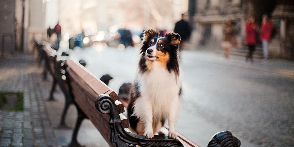 sheltie-dog-city-travel-with-pet-shetland-sheepdog-dog-background-architecture-old-city