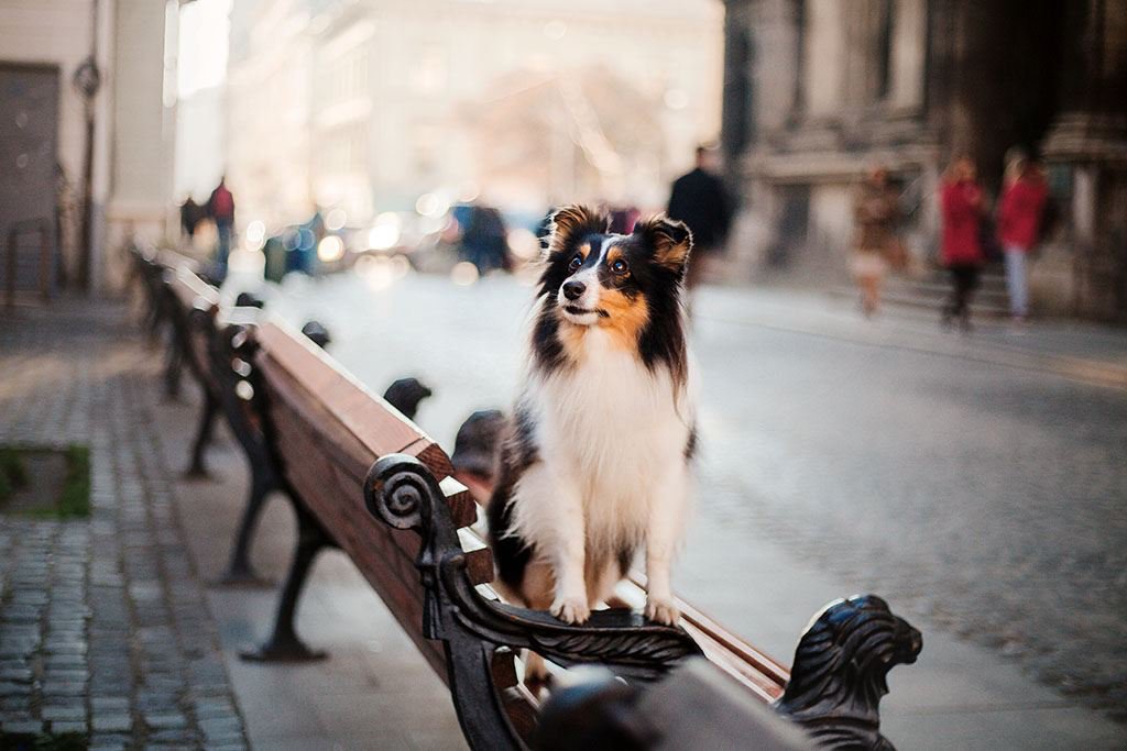 sheltie-dog-city-travel-with-pet-shetland-sheepdog-dog-background-architecture-old-city