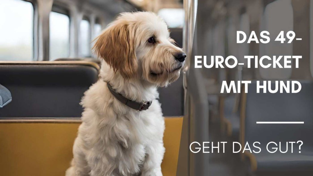 49-Euro-Ticket mit Hund - geht das gut?