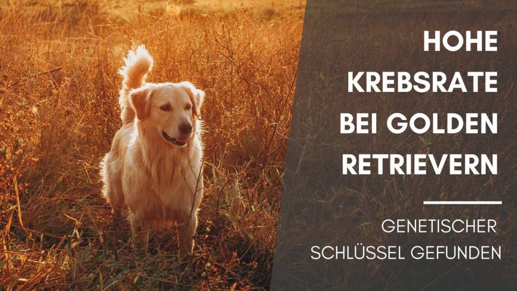 Hohe Krebsrate bei Golden Retrievern - Genetischer Schlüssel grfunden