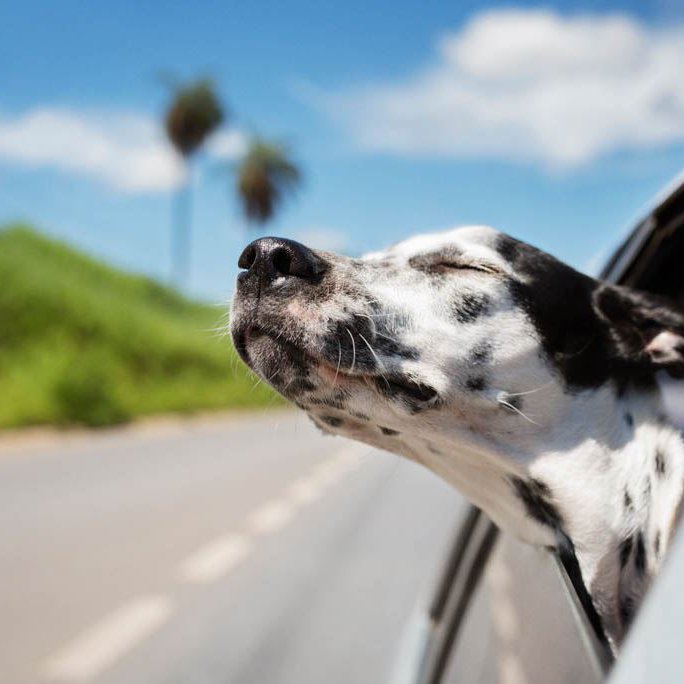 Dalmatian dog with eyes closed riding in car against sky