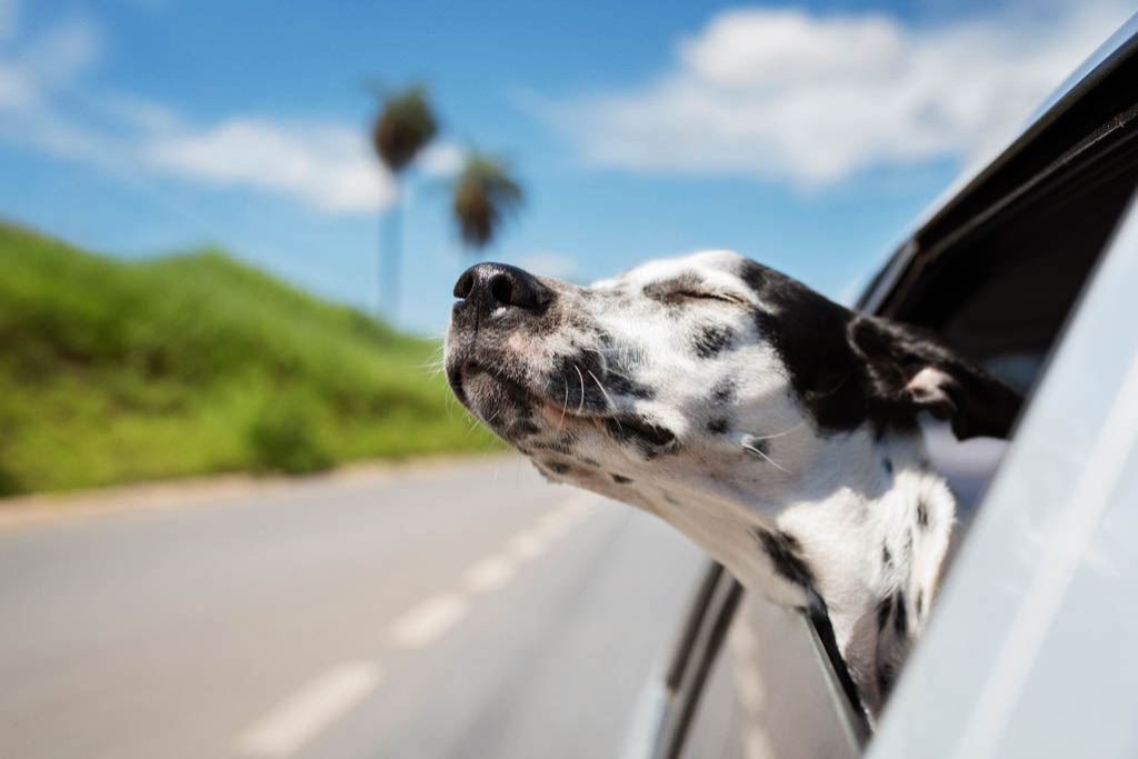 Dalmatian dog with eyes closed riding in car against sky