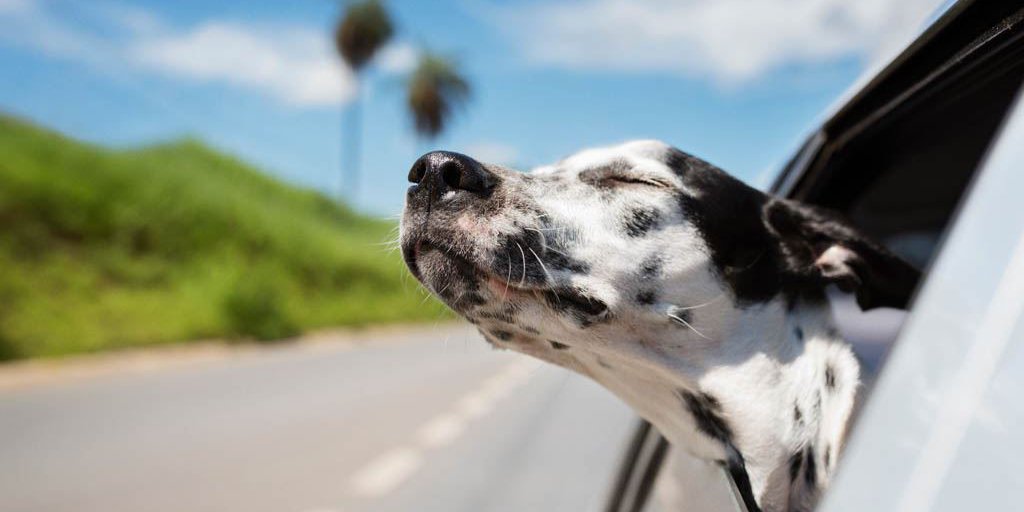 Dalmatian dog with eyes closed riding in car against sky