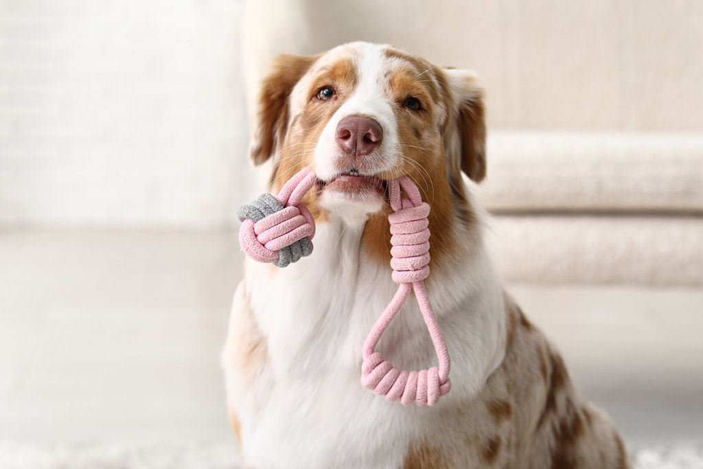 Cute Australian Shepherd dog with toy at home_as706182559