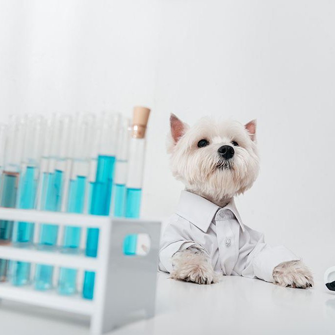 dog with test tubes and microscope