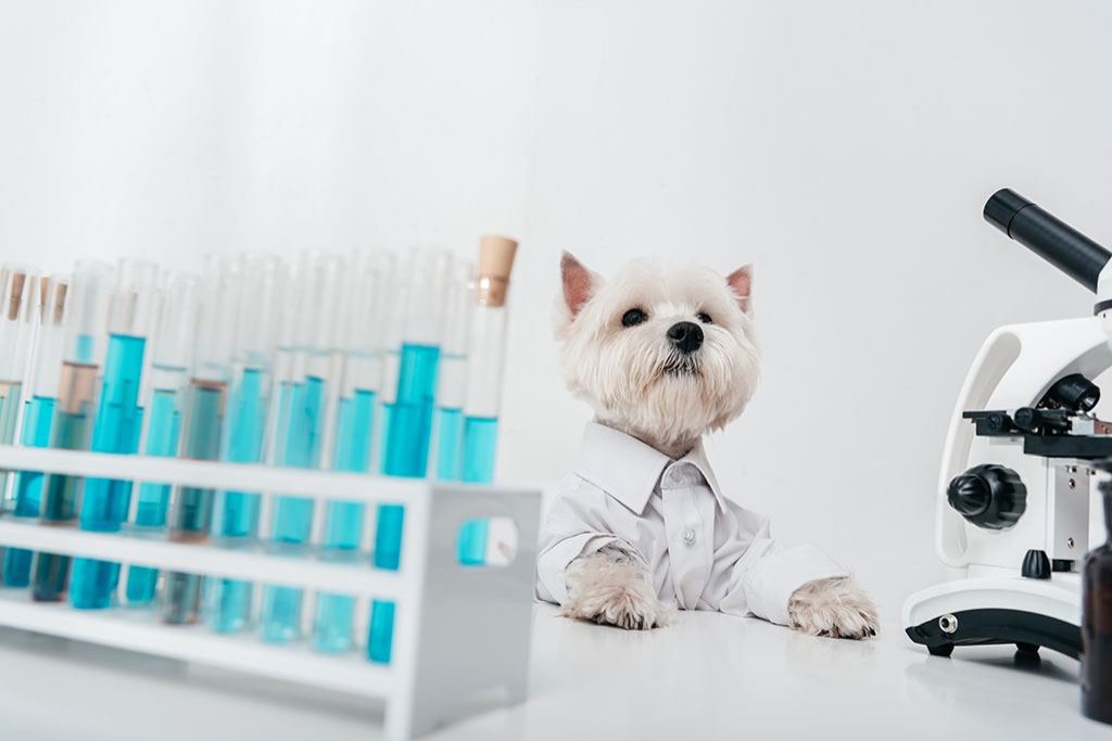 dog with test tubes and microscope