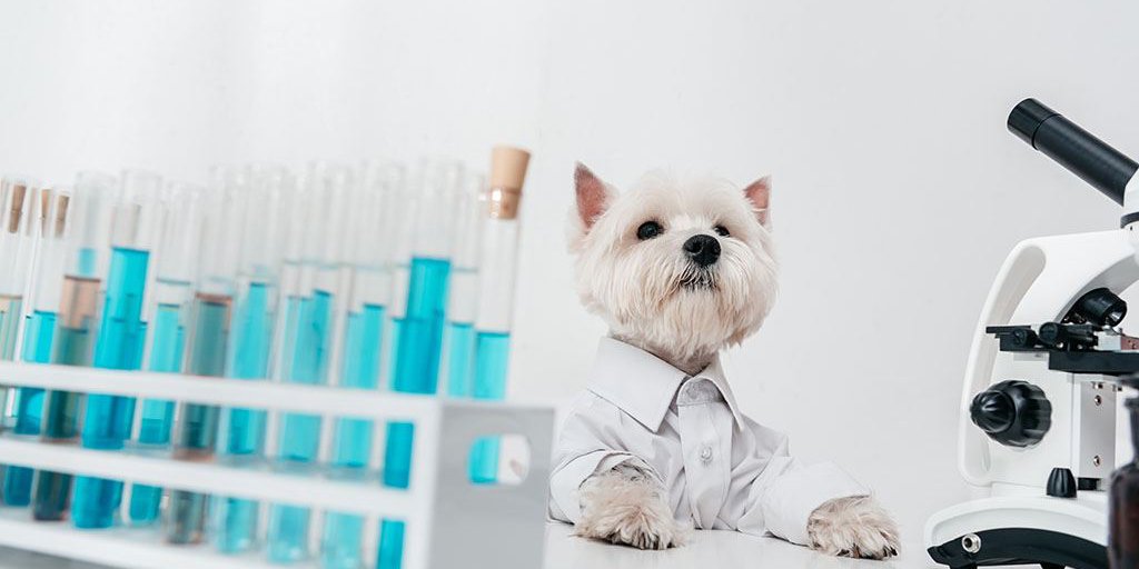 dog with test tubes and microscope