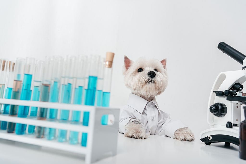 dog with test tubes and microscope