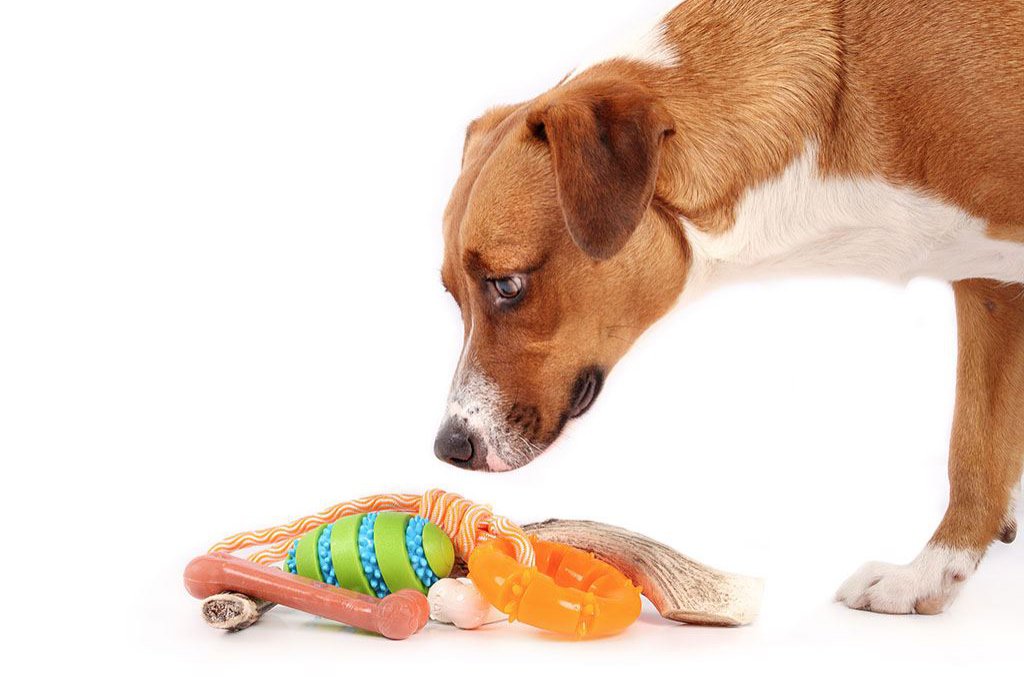 Hundekauspielzeug mit Hund. Niedlicher Welpe steht über einem Haufen Kauspielzeug aus Gummi und Naturkauspielzeug as_570493996