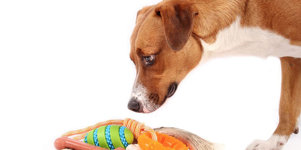 Hundekauspielzeug mit Hund. Niedlicher Welpe steht über einem Haufen Kauspielzeug aus Gummi und Naturkauspielzeug as_570493996
