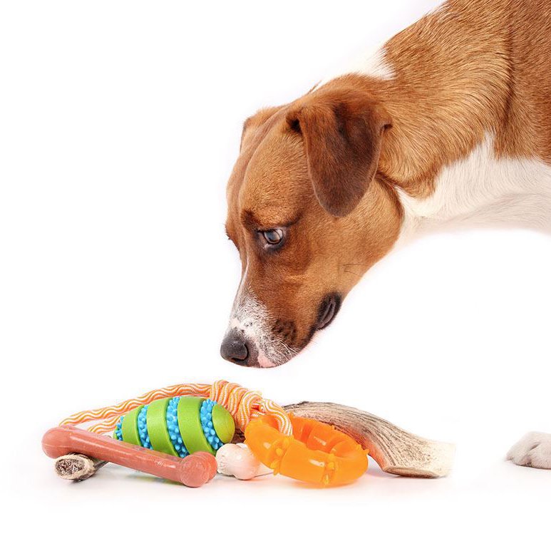 Hundekauspielzeug mit Hund. Niedlicher Welpe steht über einem Haufen Kauspielzeug aus Gummi und Naturkauspielzeug as_570493996