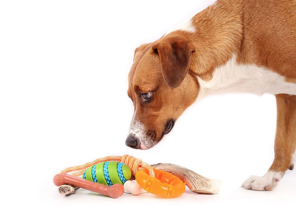 Hundekauspielzeug mit Hund. Niedlicher Welpe steht über einem Haufen Kauspielzeug aus Gummi und Naturkauspielzeug as_570493996