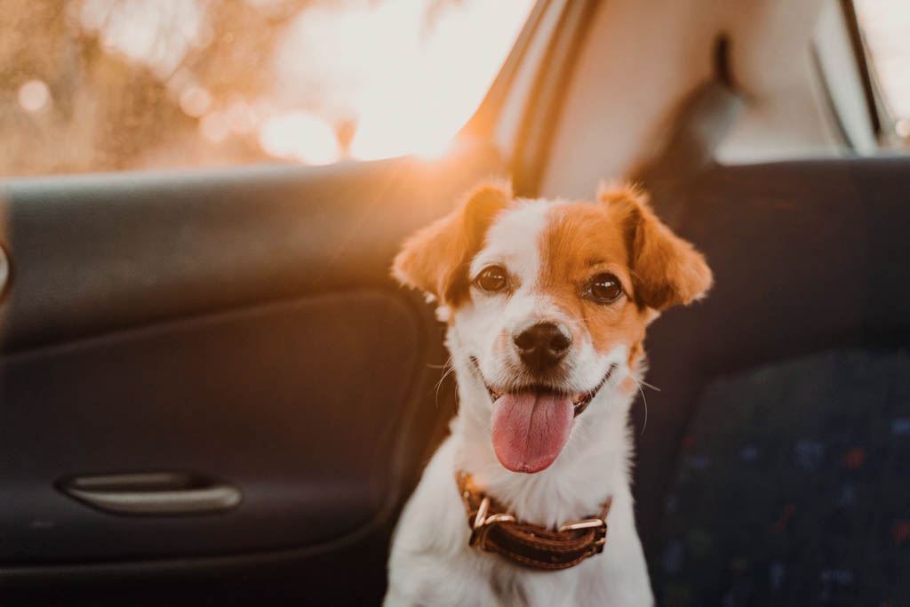 Ein Hund auf der Rückbank eines Autos