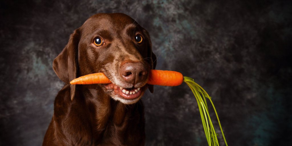 Ein brauner Hund hält eine Karotte im Maul und schaut in die Kamera. 