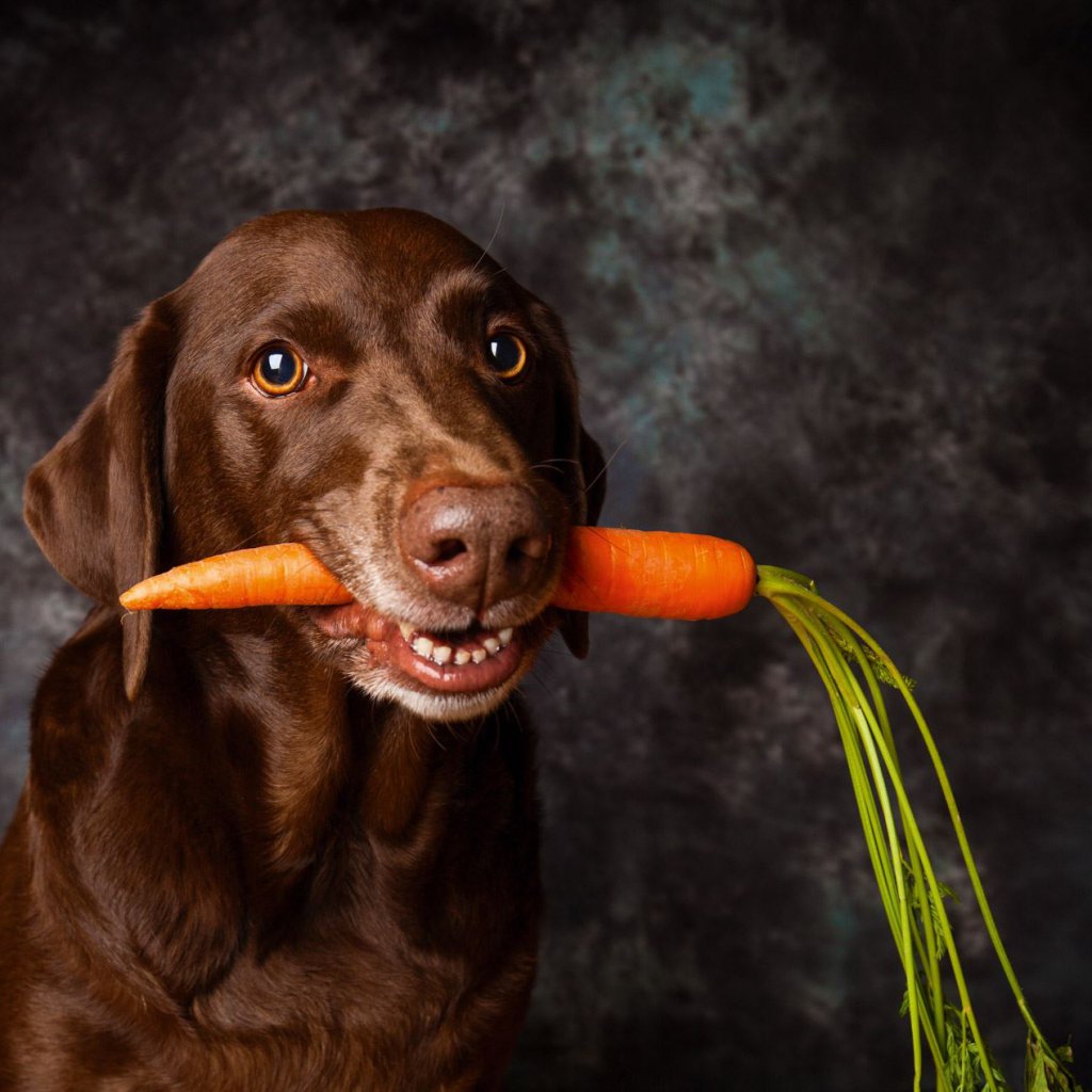 Ein brauner Hund hält eine Karotte im Maul und schaut in die Kamera. 