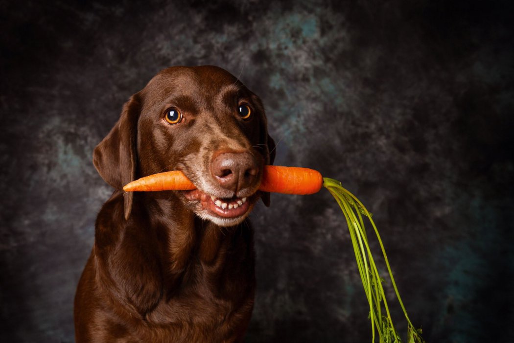 Ein brauner Hund hält eine Karotte im Maul und schaut in die Kamera. 