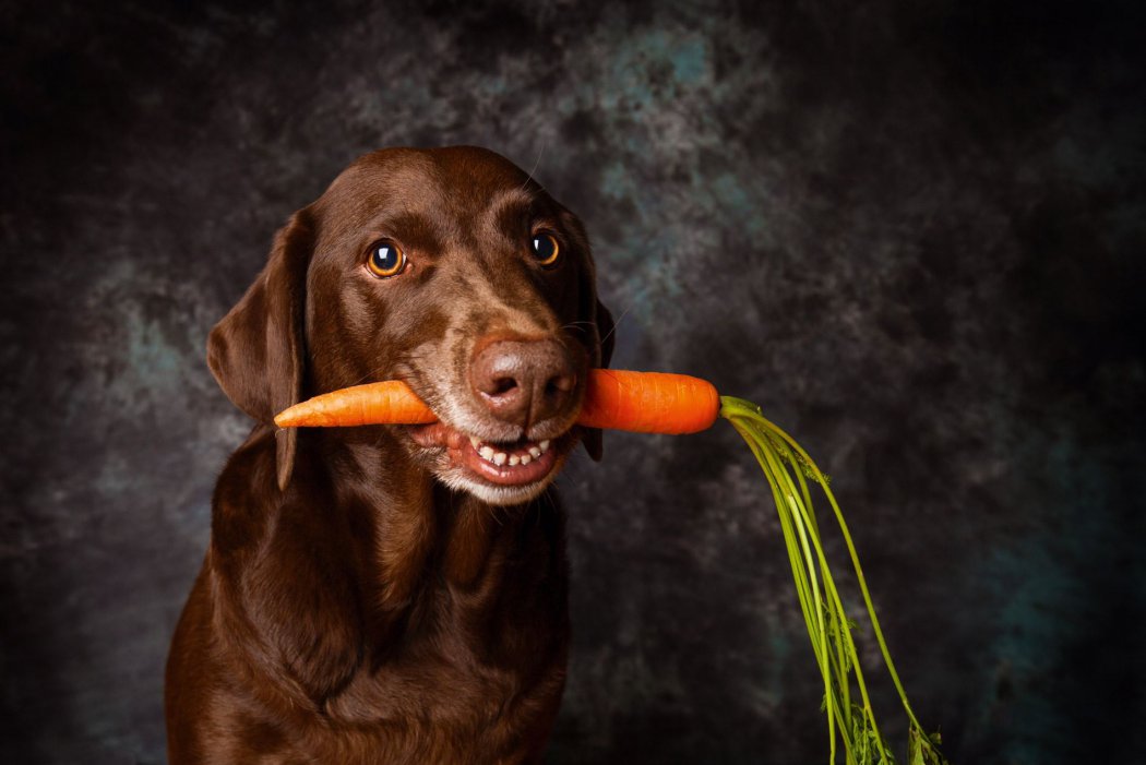 Ein brauner Hund hält eine Karotte im Maul und schaut in die Kamera.