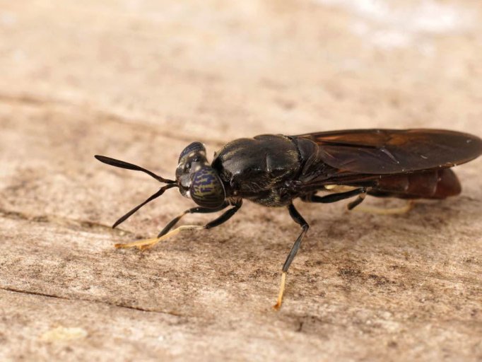 detailed-closeup-on-a-cosmopolitian-species-the-b-2023-03-08-18-54-31-utc