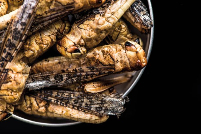 edible-grasshoppers-crickets-in-pot-2021-08-26-16-37-11-utc