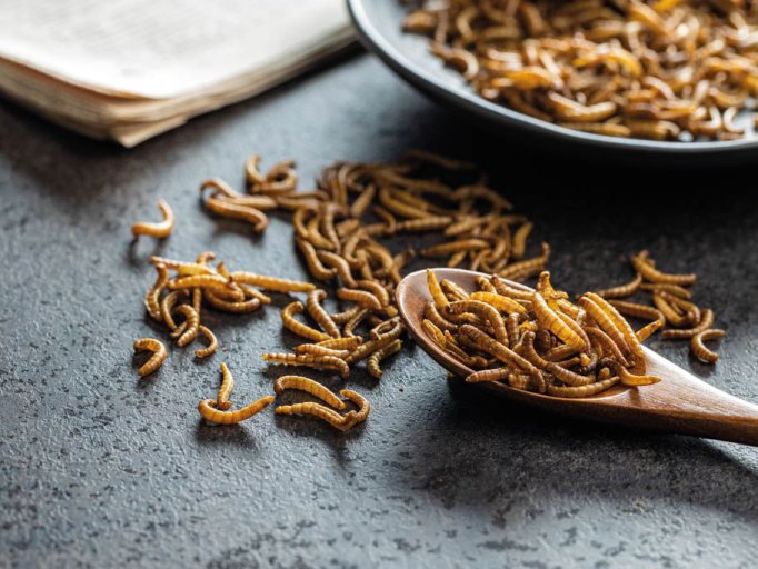 fried-salty-worms-roasted-mealworms-on-wooden-spo-2022-04-19-00-52-33-utc