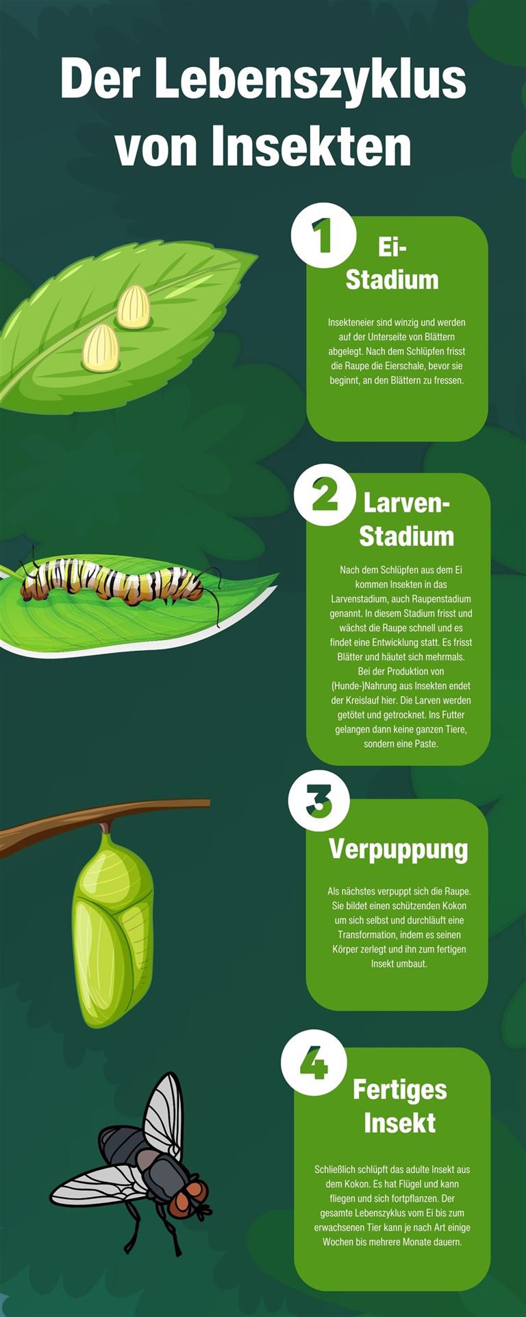 Green Fun The Life Cycle of a Butterfly Infographic