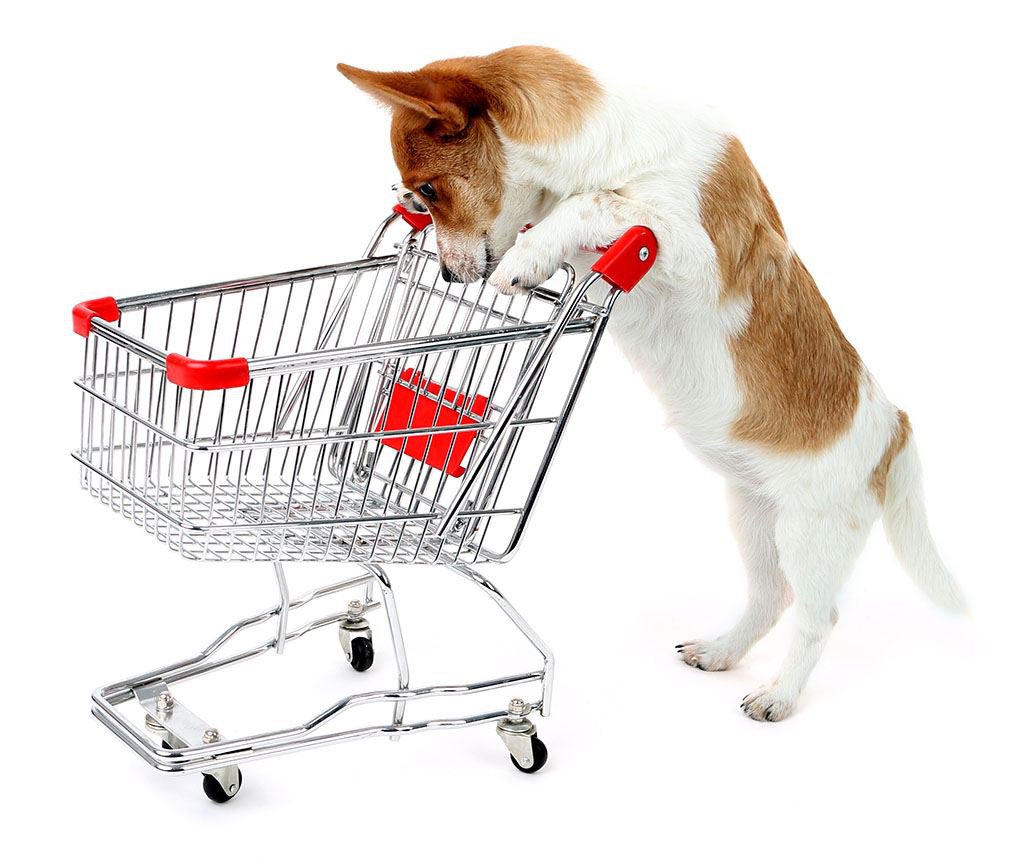 Ein weiß-braun-farbener Hund schiebt einen leeren Einkaufswagen und schaut hinein.