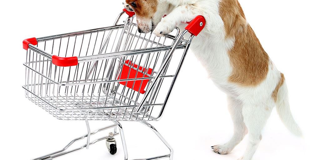 Ein weiß-braun-farbener Hund schiebt einen leeren Einkaufswagen und schaut hinein.