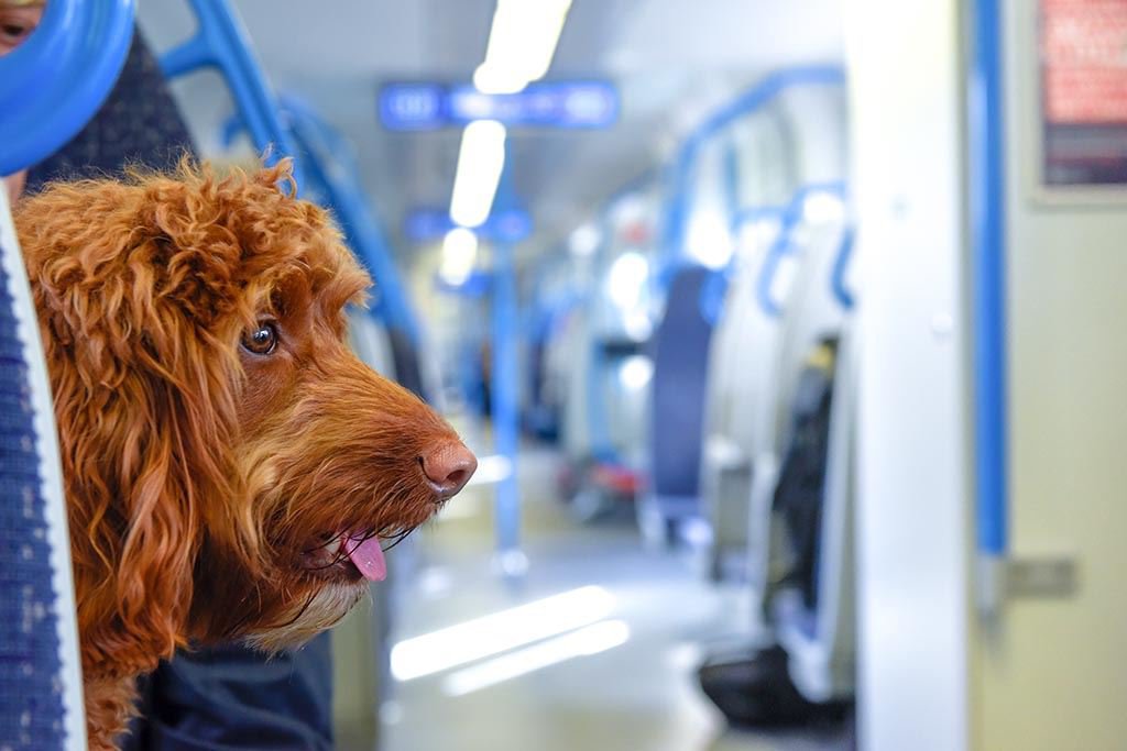 Ein braun gelockter Hund sitzt auf einem Platz in einem ZUg und schaut auf den Gang