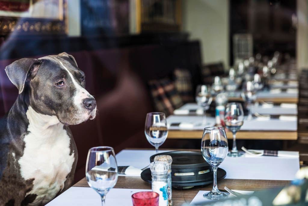 Ein Hund sitzt in einem Restaurant an einem gedeckten Tisch und schaut darauf. Vor ihm Besteck und leere Weihngläser
