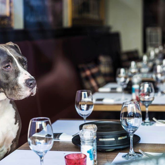 Ein Hund sitzt in einem Restaurant an einem gedeckten Tisch und schaut darauf. Vor ihm Besteck und leere Weihngläser