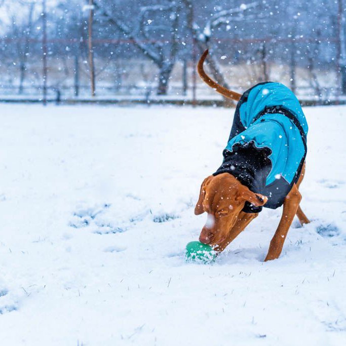 Ein Hund mit blauem Mantel spielt mit einem Ball im Schnee