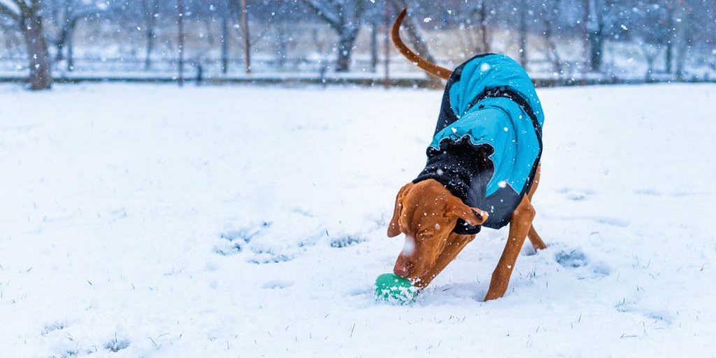 Ein Hund mit blauem Mantel spielt mit einem Ball im Schnee