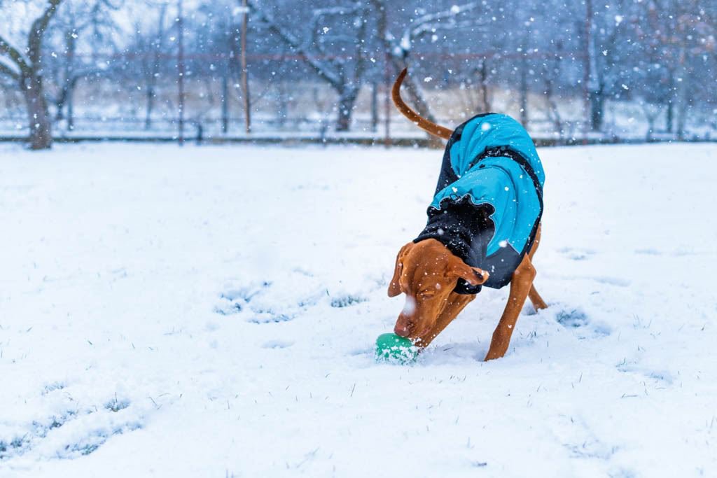 Ein Hund mit blauem Mantel spielt mit einem Ball im Schnee