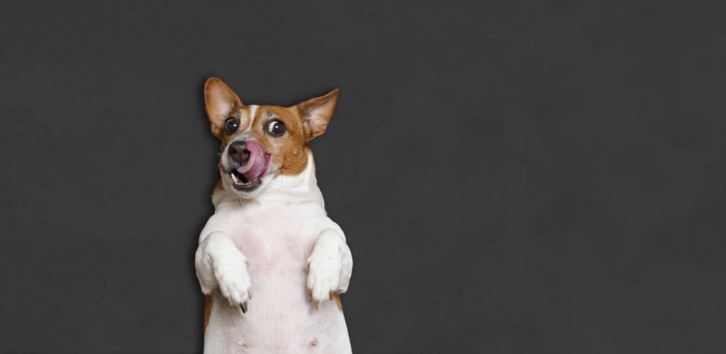 Ein etwas übergewichtiger Hund liegt fröhlich auf dem Rücken und leckt sich mit der Zunge über sein Maul