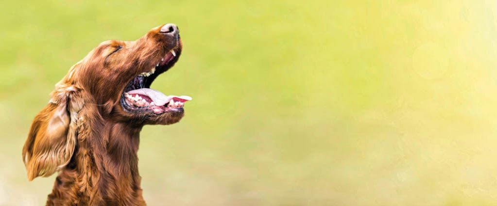 Ein brauner Hund bellt und hält die Augen geschlossen