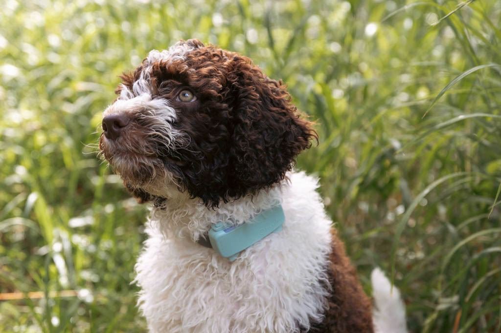 Caspar in the grass with his Tractive DOG 6_1