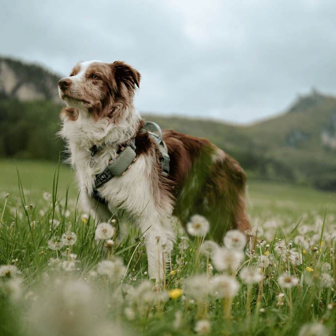 Hana in a meadow with her Tractive DOG XL_1