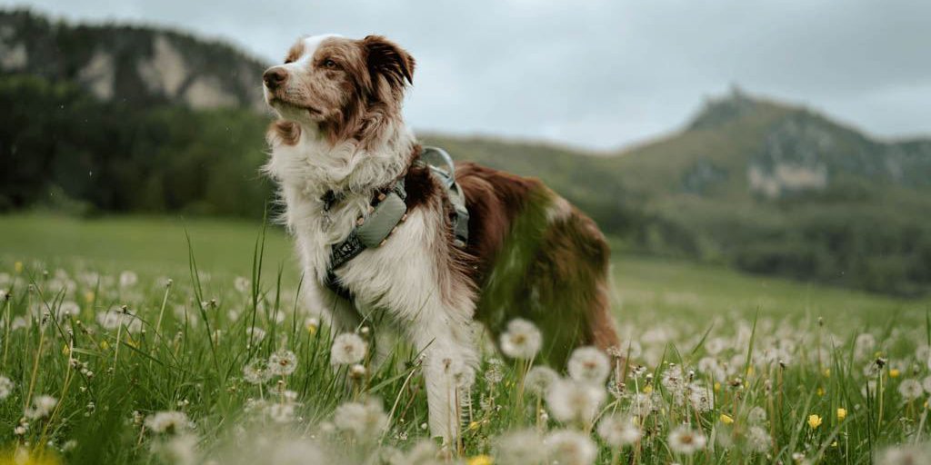 Hana in a meadow with her Tractive DOG XL_1