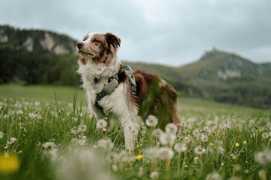 Hana in a meadow with her Tractive DOG XL_1